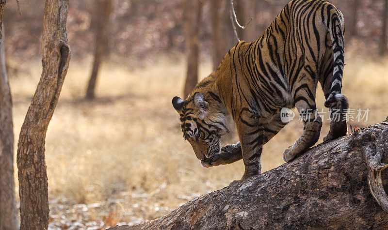 孟加拉虎，Ranthambore -印度